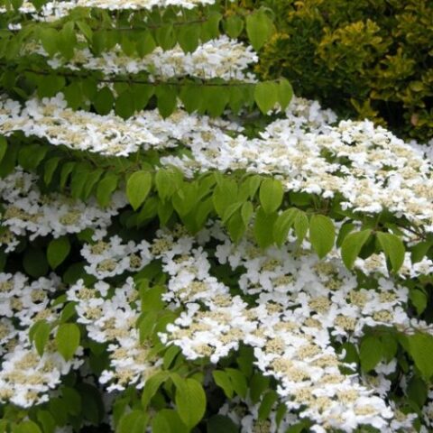 Viburnum plicatum "Lanarth" (Viburno) [Vaso 24cm]