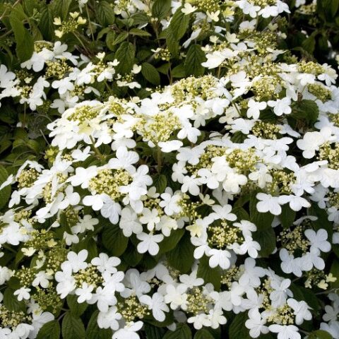 Viburnum plicatum "Summer Snowflake" (Viburno) [Vaso 18cm]