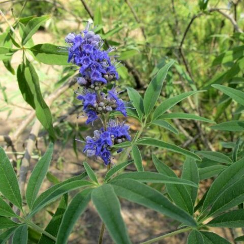 Vitex agnus-castus "Laciniata" (Agnocasto) [Vaso 18cm]