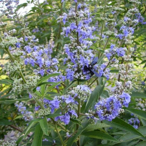 Vitex agnus-castus "Latifolia" (Agnocasto) [Vaso 18cm]