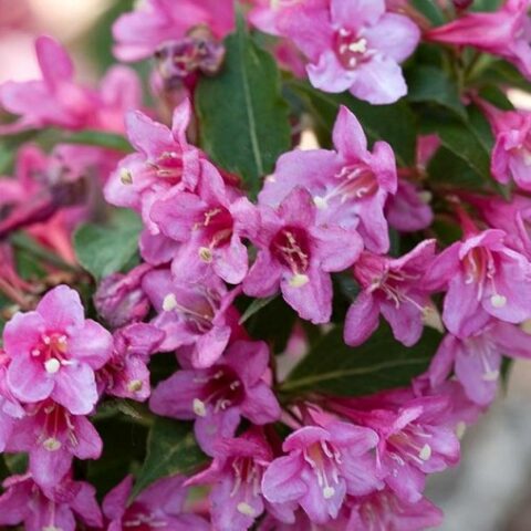 Weigela florida "Korea" [Vaso 18cm]