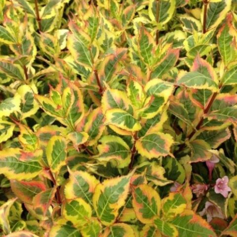 Weigela florida "Magical Rainbow" [Vaso 18cm]