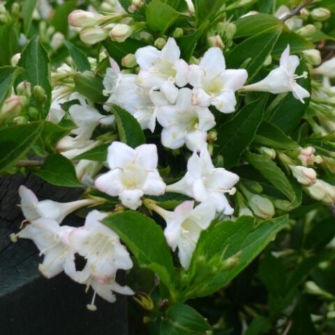 Weigela florida "Snowflake" [Vaso 19cm]