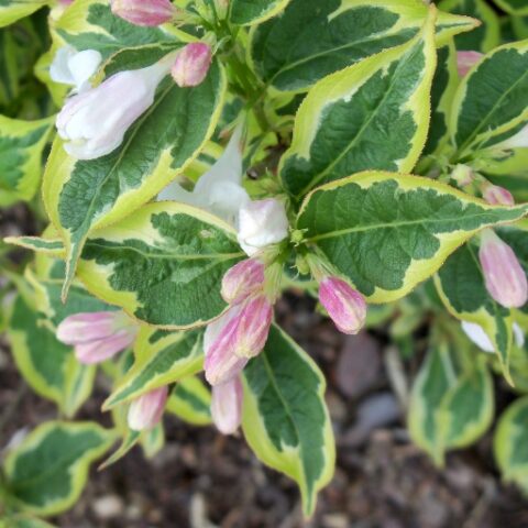 Weigela florida "White Lightning" [Vaso 18cm]