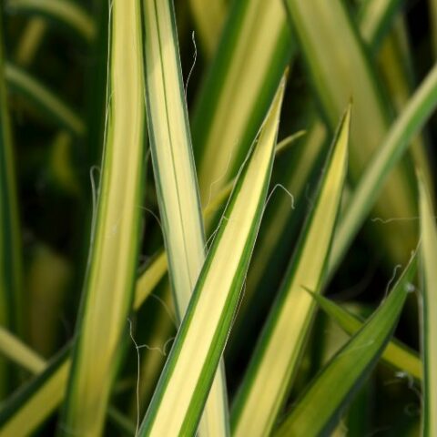 Yucca filamentosa "Golden Sword" [Vaso 19cm]