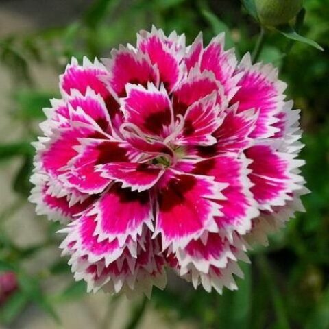 Garofano dei poeti (Dianthus barbatus)