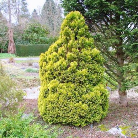 Chamaecyparis lawsoniana "Minima Aurea" [Vaso 18cm]