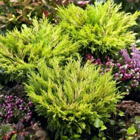 Juniperus horizontalis "Lime Glow" (Ginepro) [Vaso 18cm]
