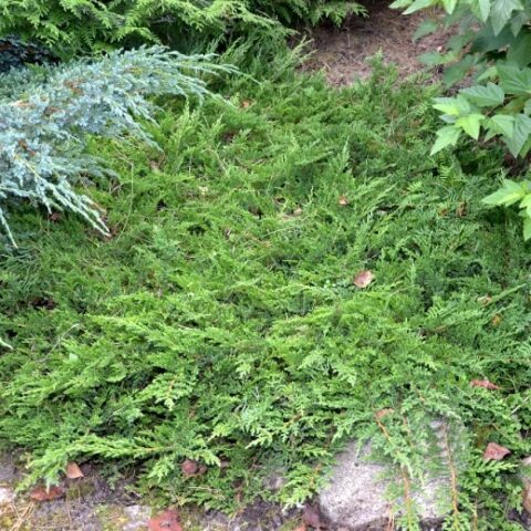 Juniperus horizontalis "Prince of Wales" (Ginepro) [Vaso 18cm]