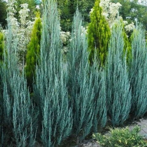 Juniperus scopulorum "Blue Arrow" (Ginepro) [Vaso 30cm | H. 180 cm.]