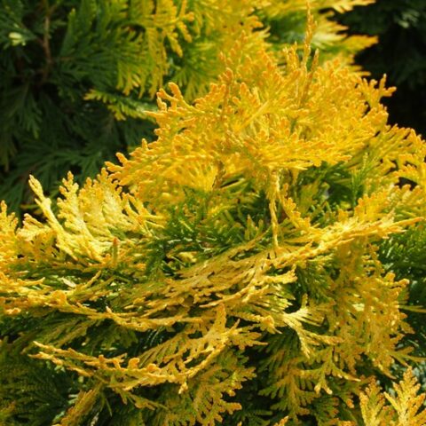 Juniperus x pfitzeriana "Aurea" (x media) (Ginepro) [Vaso 17cm]
