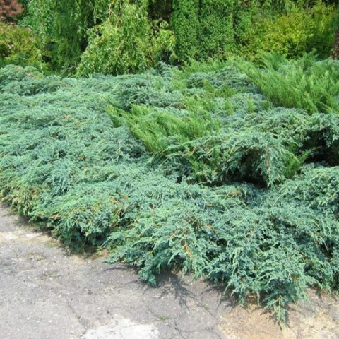 Juniperus x pfitzeriana (x media) (Ginepro) [Vaso 18cm]