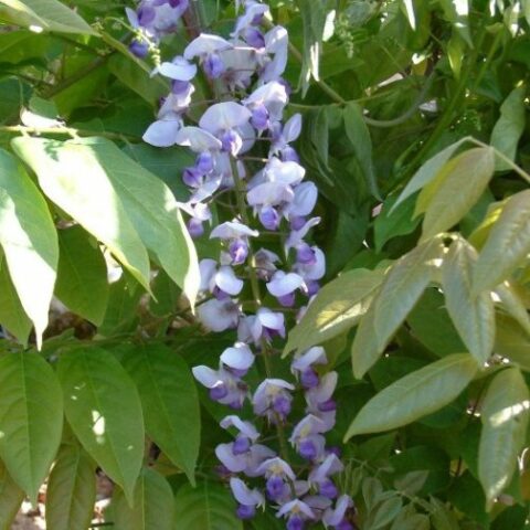 Wisteria floribunda "Burford" (Glicine) [Vaso 18cm]