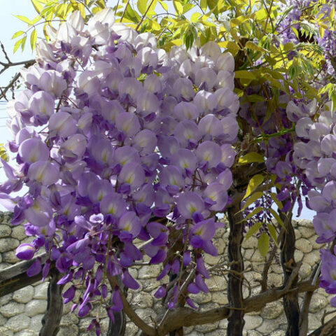 Wisteria sinensis "Texas Purple" (Glicine comune) [Vaso 17cm]