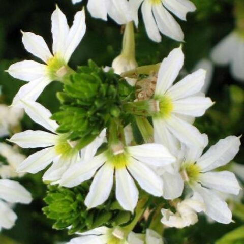 Scaevola "White Fan" [Vaso 10,5cm]