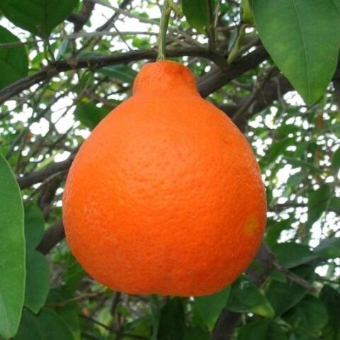 Mandarino Tangelo Minneola (Citrus x Tangelo) [Vaso 20cm]