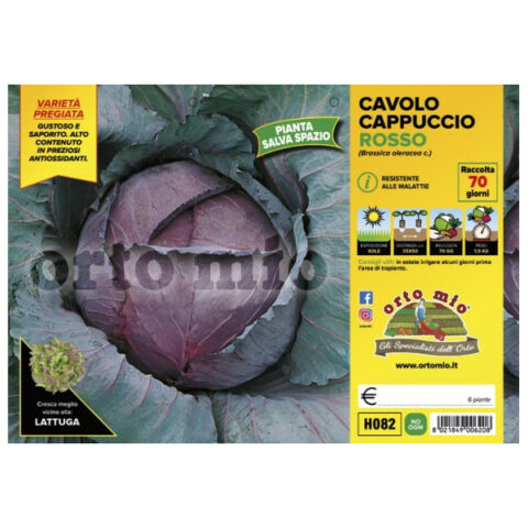 Cavolo cappuccio rosso "Red Jewel" [1 Plateaux da 6]