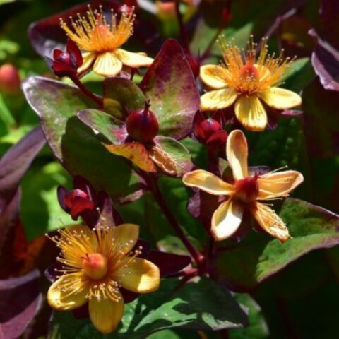Hypericum x inodorum "Magical Universe" [Vaso 18cm]