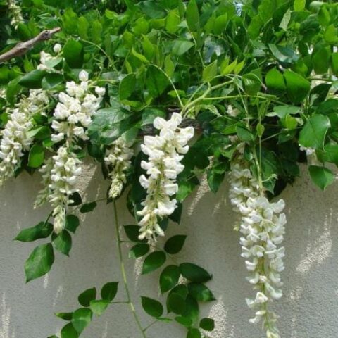 Wisteria macrostachya "Clara Mack" (Glicine) [Vaso 18cm]