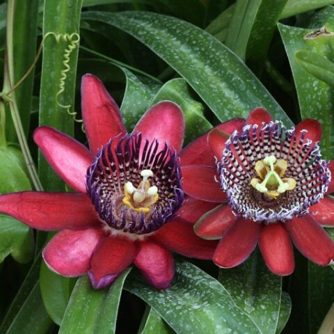 Passiflora alata(Maracuja o Frutto della Passione) [Vaso 15cm]