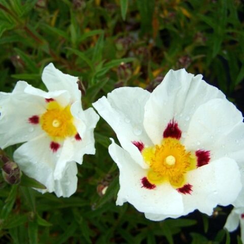 Cistus x dansereaui "Decumbens" (Cisto) [Vaso 18cm]