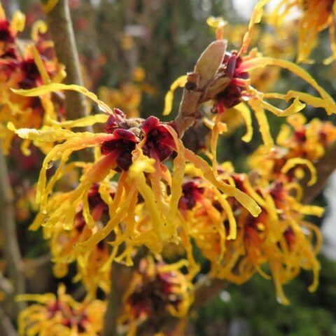 Hamamelis x intermedia "Orange Beauty" [Vaso 24cm]