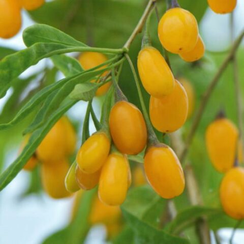 Goji Berry Giallo (Lycium barbarum) [Vaso 1,5 Litri]
