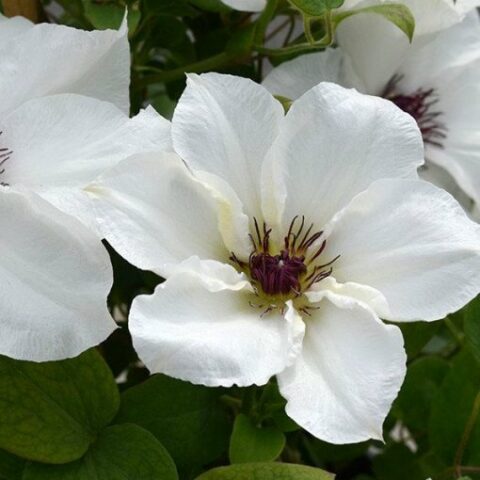 Clematis boulevard "Ninon" (Clematide) [Vaso 15cm]