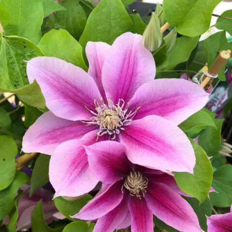 Clematis boulevard "Poseidon" (Clematide) [Vaso 15cm]