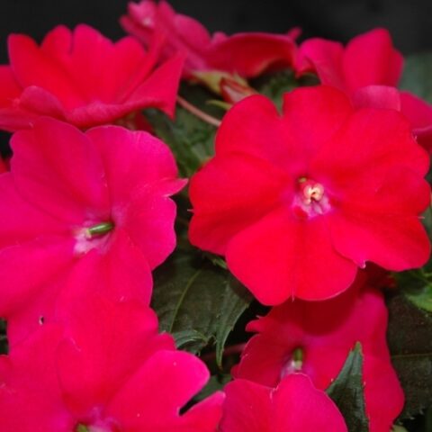 Sunpatiens "Compact Magenta" [Vaso 10,5cm]