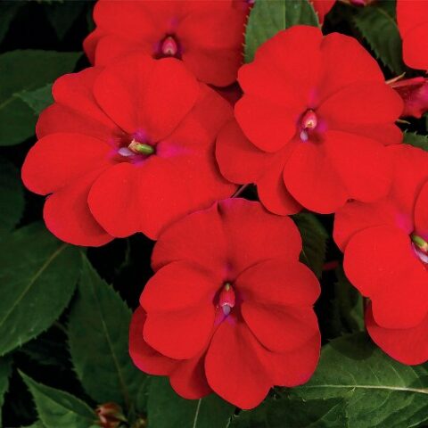 Sunpatiens vigorous "Red" [Vaso 10,5cm]