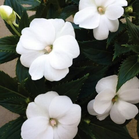 Sunpatiens vigorous "White" [Vaso 10,5cm]