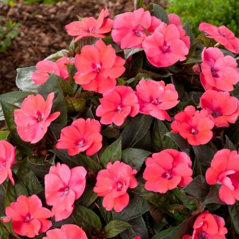 Sunpatiens "Compact Deep Rose" [Vaso 14cm]