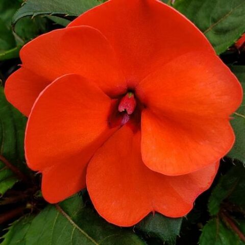 Sunpatiens "Compact Hot Coral" [Vaso 14cm]