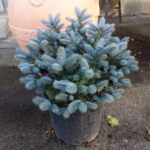 Abies kosteriana nano (Abete) [Vaso 22cm]