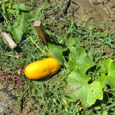 Cetriolo giallo [Vaso 14cm]