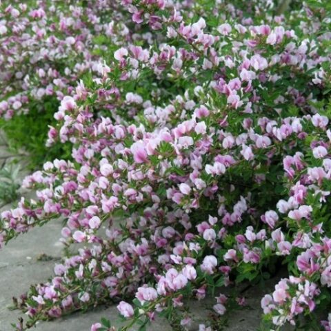 Cytisus purpureus(Ginestra) [Vaso 18cm]