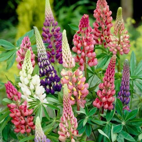 Lupinus polyphyllus "Gallery Mix" (Lupino) [Vaso 8/10cm]