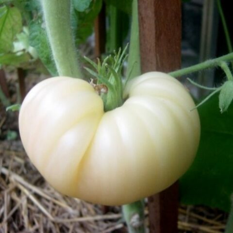 Pomodoro bianco [Vaso 14cm]