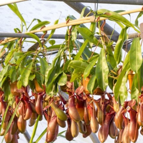Nepenthes "Red Beauty" (Carnivora) [Vaso 14cm]