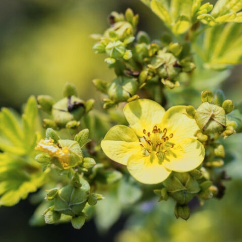Potentilla fruticosa "Tangerine" [Vaso 20cm]