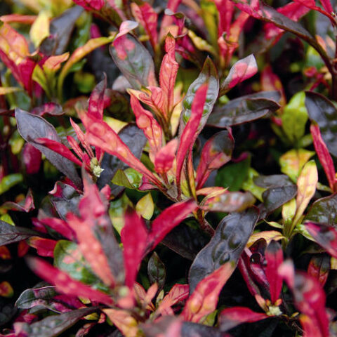 Alternanthera Athena Multicolor [Vaso 11cm]