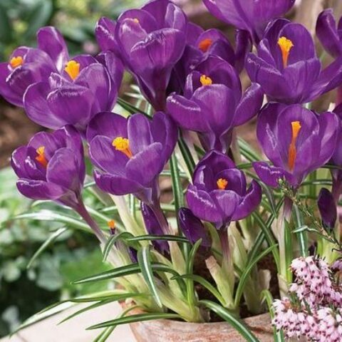 Crocus Flower Record (10 BULBI)