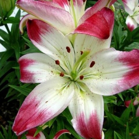 Lilium asiatico Lollypop - Giglio (2 BULBI)