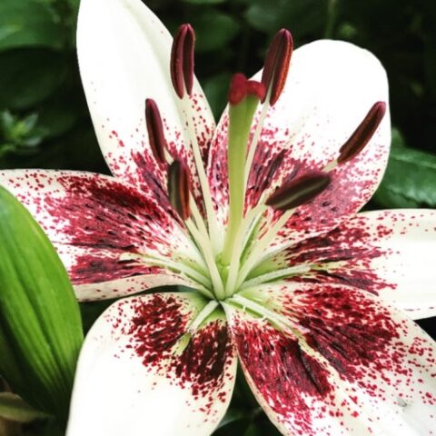 Lilium asiatico White Pixels - Giglio (2 BULBI)