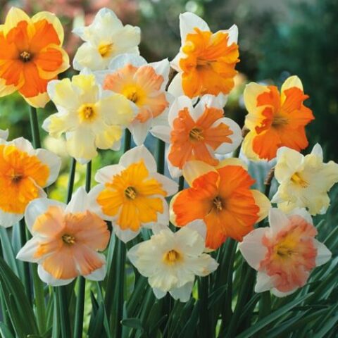 Narciso Large Cupped Flower Record (5 BULBI)
