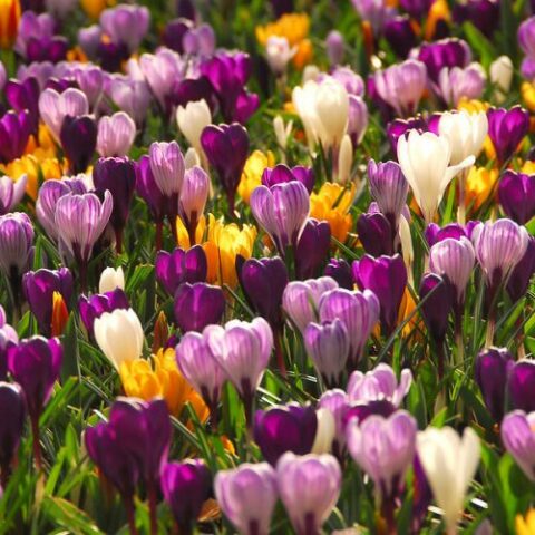 Crocus Large Flowering Mix (10 BULBI)
