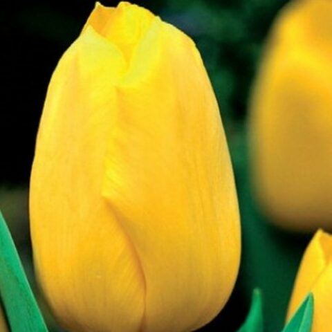 Tulipano Darwin Big Smile (10 BULBI)