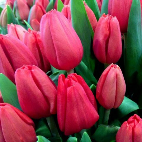 Tulipano Darwin Escape (8 BULBI)