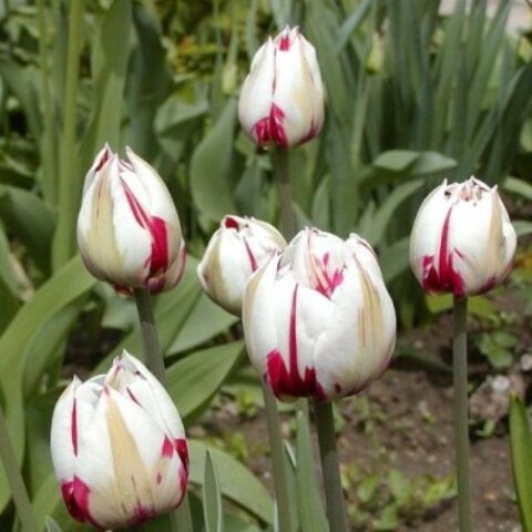 Tulipano Carnaval de Rio (8 BULBI)